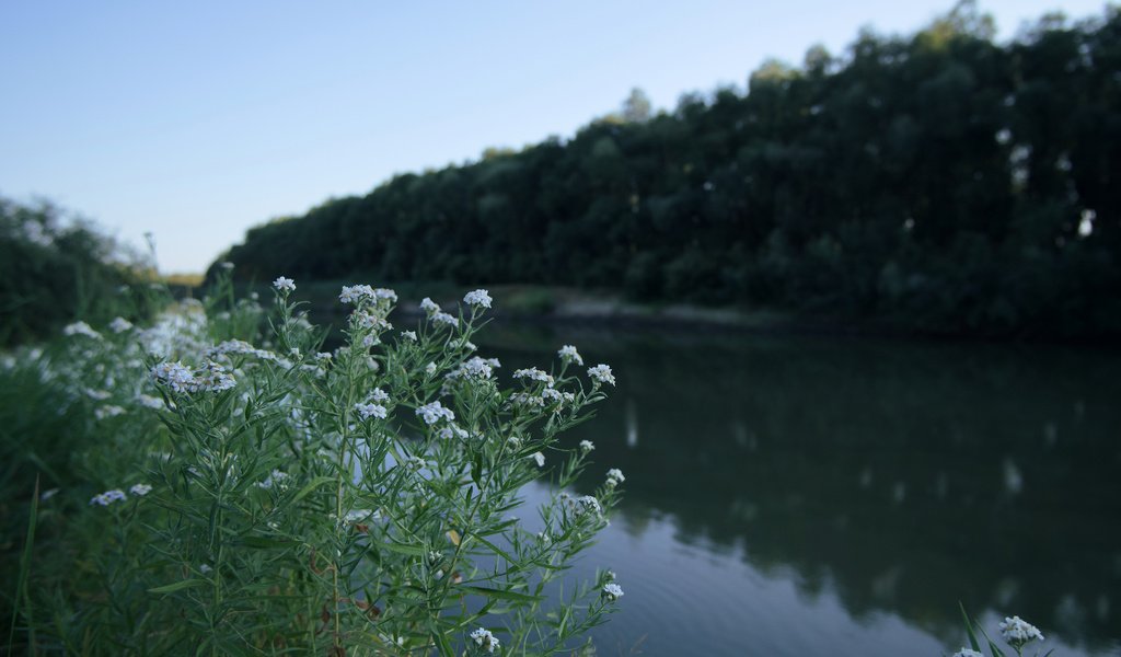 Обои цветы, река, природа, ромашки, flowers, river, nature, chamomile разрешение 6240x4160 Загрузить