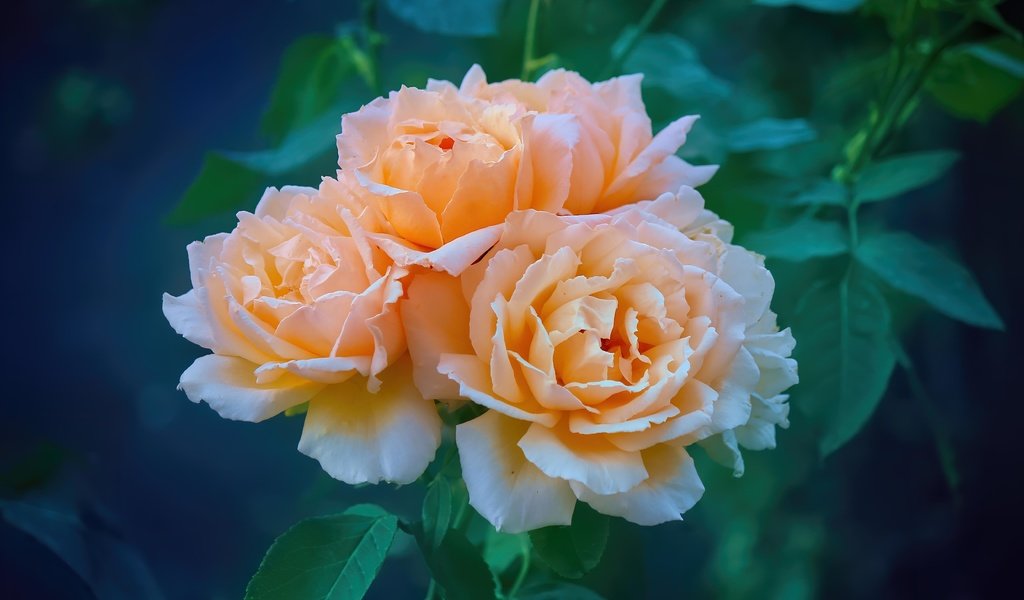 Обои цветы, розы, оранжевые, flowers, roses, orange разрешение 5184x3456 Загрузить