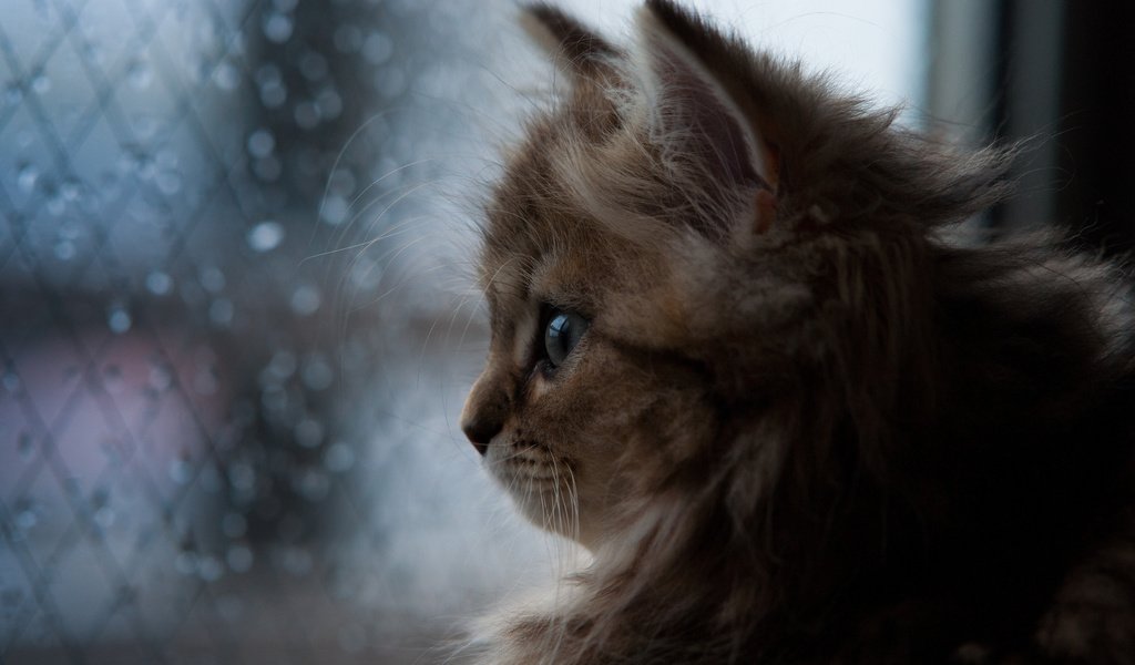 Обои кошка, котенок, дождь, окно, ben torode, дейзи, бен тород, cat, kitty, rain, window, daisy, ben torod разрешение 2048x1365 Загрузить