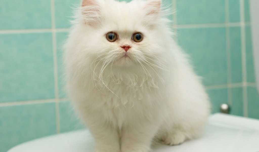 Обои котенок, пушистый, белый, перс, персидская кошка, kitty, fluffy, white, pers, persian cat разрешение 2048x1371 Загрузить