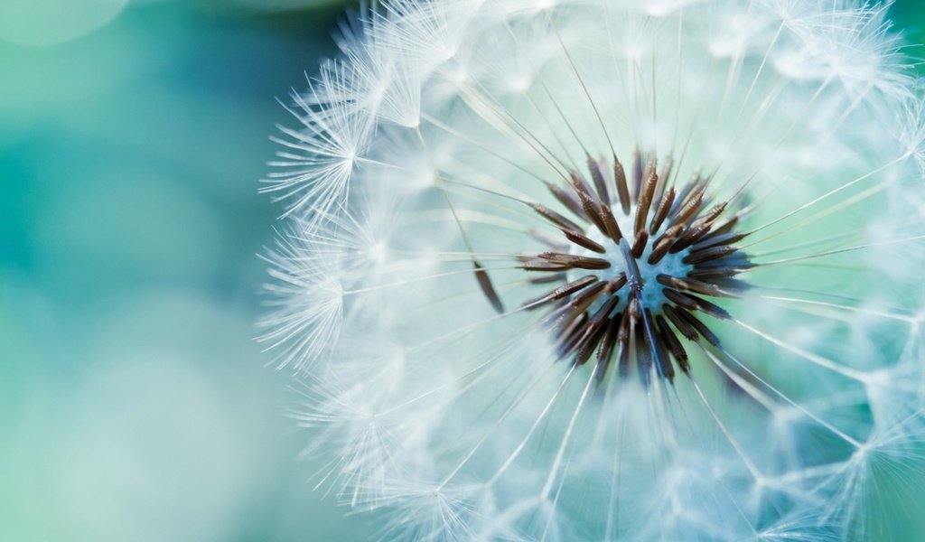 Обои цветок, одуванчик, пух, стебель, семена одуванчика, flower, dandelion, fluff, stem разрешение 1920x1408 Загрузить