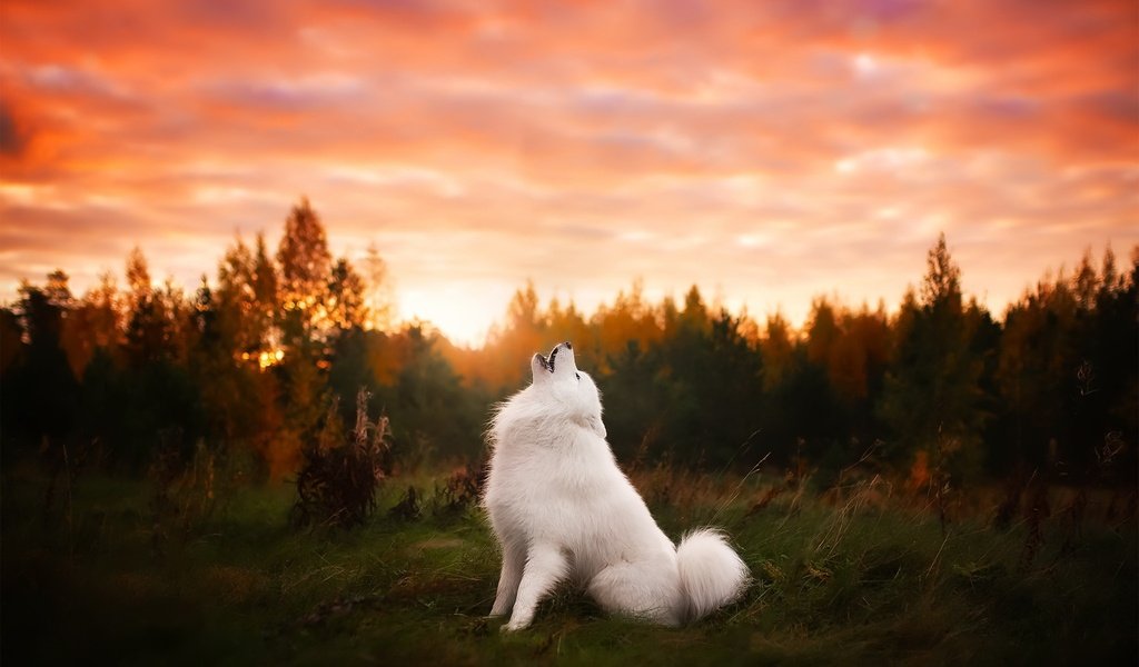 Обои природа, закат, собака, друг, самоед, самоедская лайка, nature, sunset, dog, each, samoyed, samoyed husky разрешение 2048x1365 Загрузить