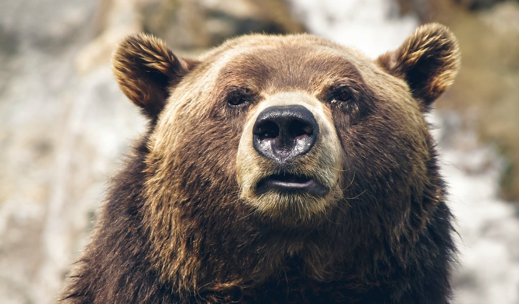 Обои медведь, bear разрешение 4752x3168 Загрузить