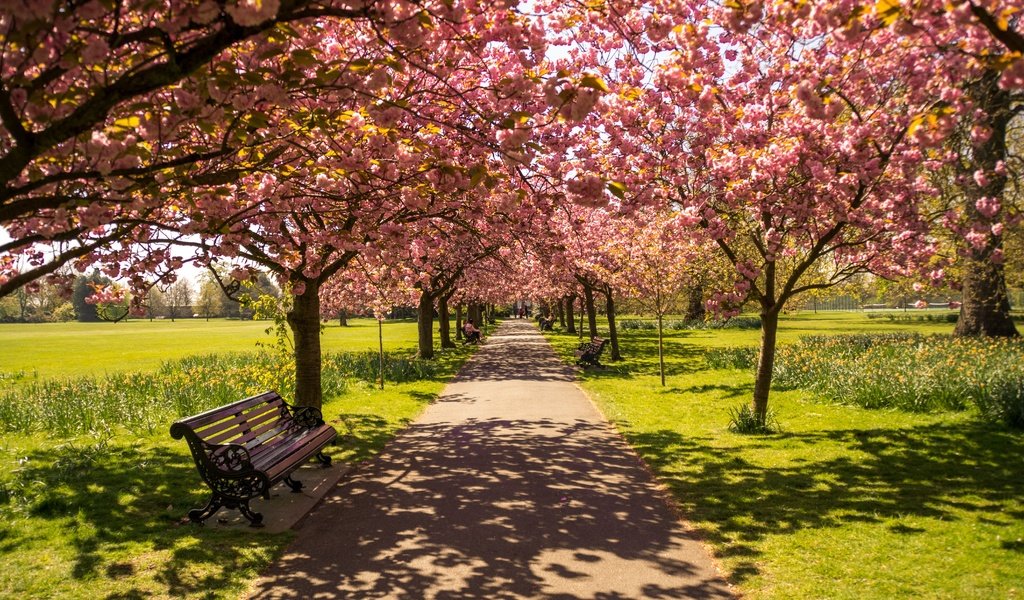 Обои цветение, парк, тень, весна, скамейка, солнечный свет, flowering, park, shadow, spring, bench, sunlight разрешение 6000x4000 Загрузить