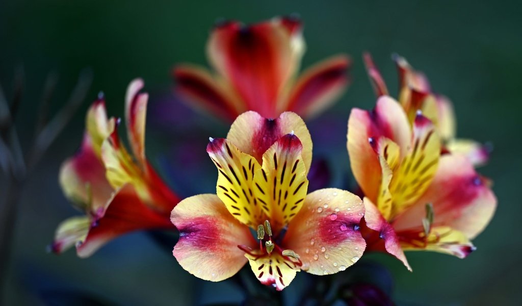 Обои цветы, капли, яркие, боке, альстромерия, flowers, drops, bright, bokeh, alstroemeria разрешение 2000x1198 Загрузить