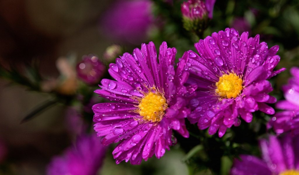 Обои цветы, макро, капли, сад, боке, сиреневые, астры, flowers, macro, drops, garden, bokeh, lilac, asters разрешение 3840x2160 Загрузить