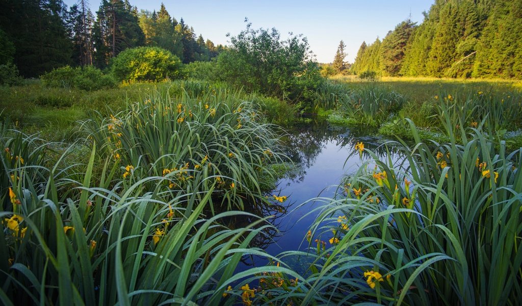 Обои цветы, трава, озеро, берег, листья, водоем, пруд, ирисы, flowers, grass, lake, shore, leaves, pond, irises разрешение 3840x2160 Загрузить