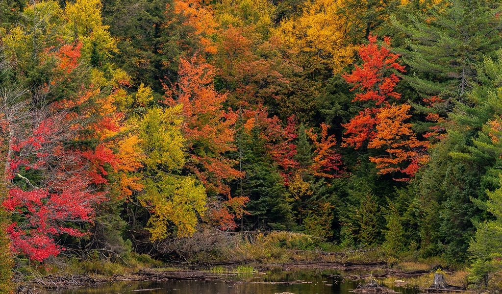 Обои деревья, лес, парк, осень, пруд, канада, онтарио, algonquin, algonquin park, trees, forest, park, autumn, pond, canada, ontario разрешение 2048x1365 Загрузить