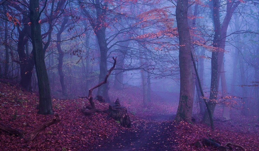 Обои деревья, лес, туман, осень, тропинка, trees, forest, fog, autumn, path разрешение 2500x1300 Загрузить