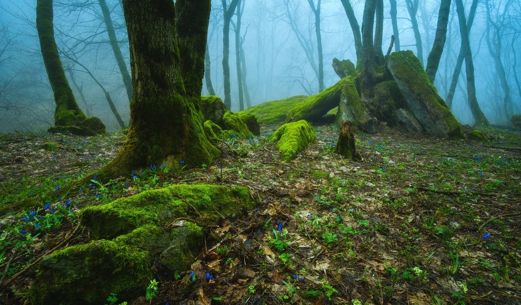 Обои деревья, природа, лес, туман, россия, trees, nature, forest, fog, russia разрешение 2475x1650 Загрузить