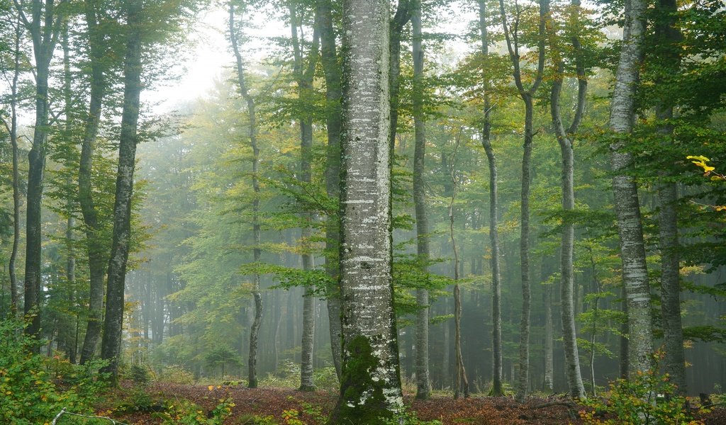 Обои деревья, туман, trees, fog разрешение 3840x2160 Загрузить