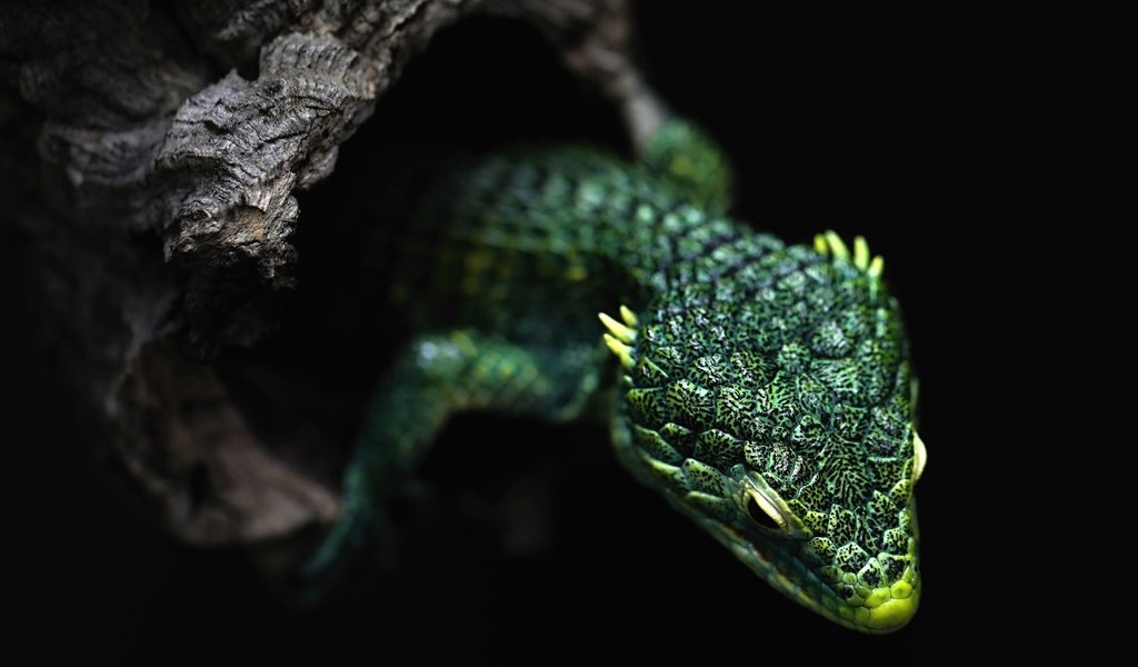 Обои дерево, ящерица, черный фон, зеленая, рептилия, дупло, tree, lizard, black background, green, reptile, the hollow разрешение 3840x2160 Загрузить