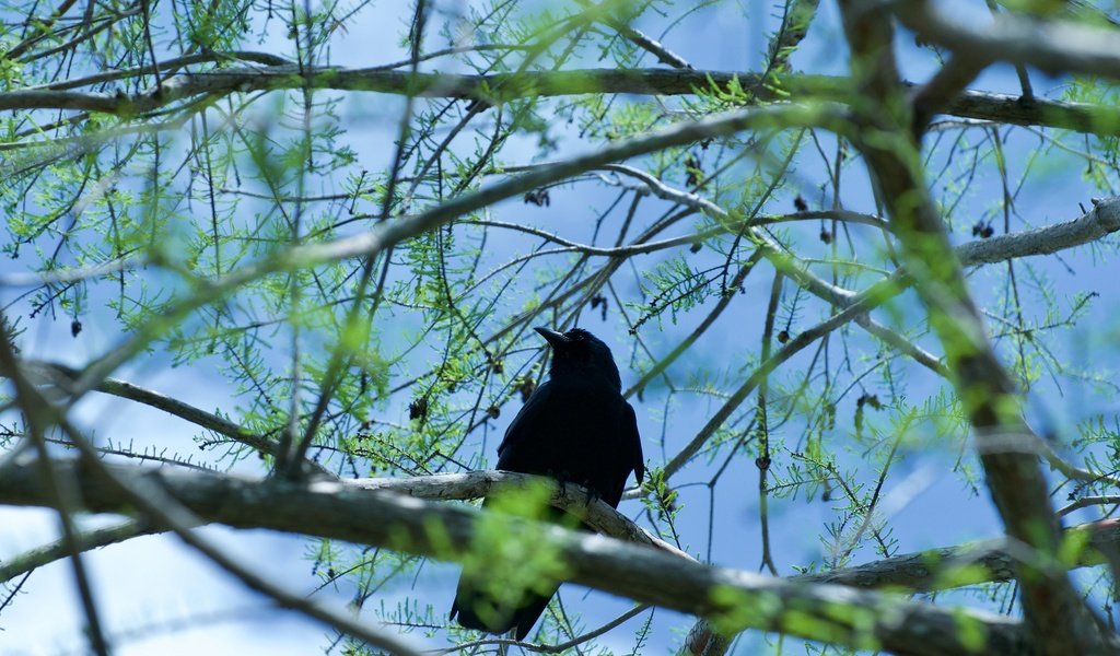 Обои дерево, хвоя, ветки, птица, ворон, шишки, ворона, боке, tree, needles, branches, bird, raven, bumps, crow, bokeh разрешение 3840x2550 Загрузить