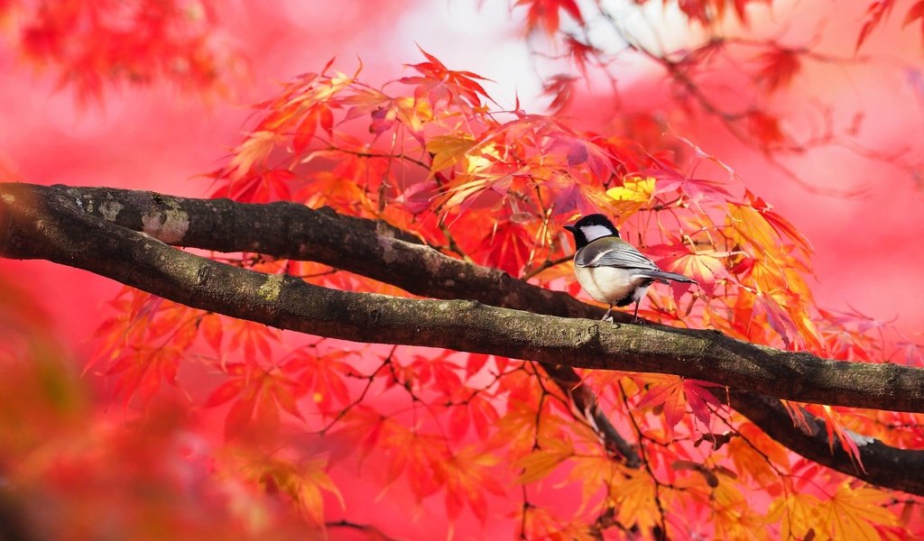 Обои дерево, листья, ветки, птица, клен, синица, осенние листья, tree, leaves, branches, bird, maple, tit, autumn leaves разрешение 2000x1333 Загрузить