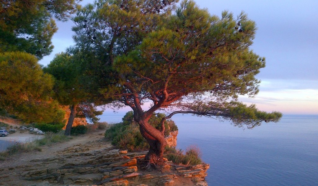 Обои дерево, море, скала, франция, лазурный берег, tree, sea, rock, france, cote d'azur разрешение 2048x1383 Загрузить