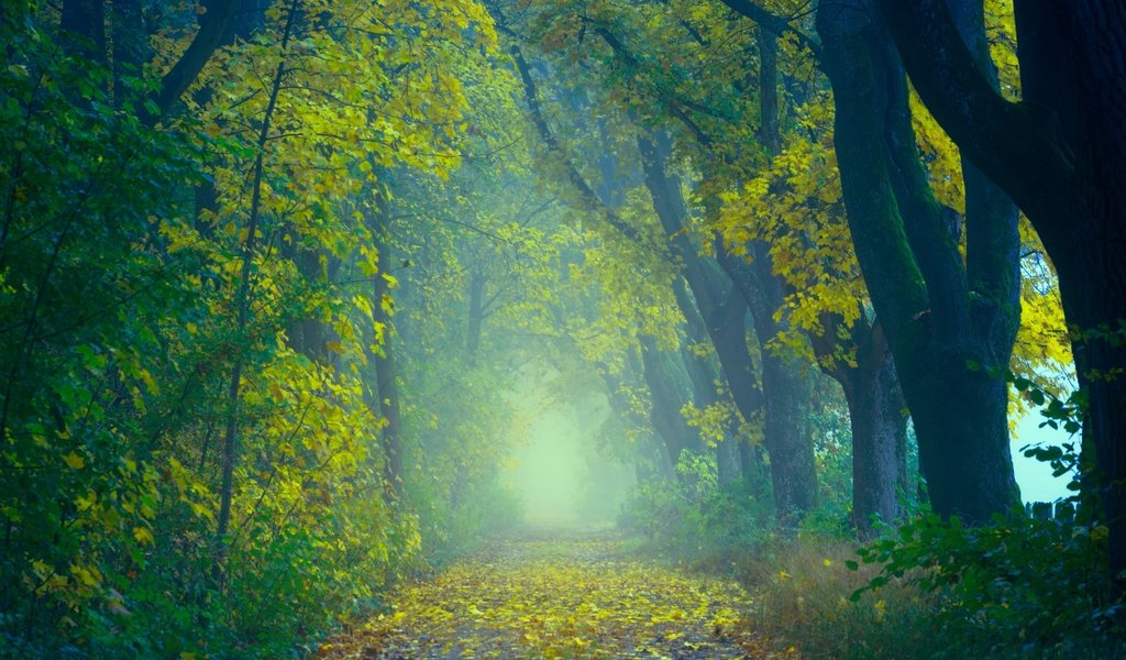 Обои дорога, деревья, природа, лес, листья, туман, осень, road, trees, nature, forest, leaves, fog, autumn разрешение 6000x4000 Загрузить