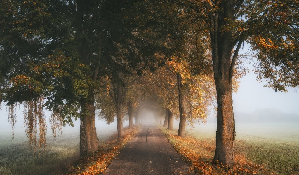 Обои дорога, деревья, туман, осень, road, trees, fog, autumn разрешение 5120x3414 Загрузить