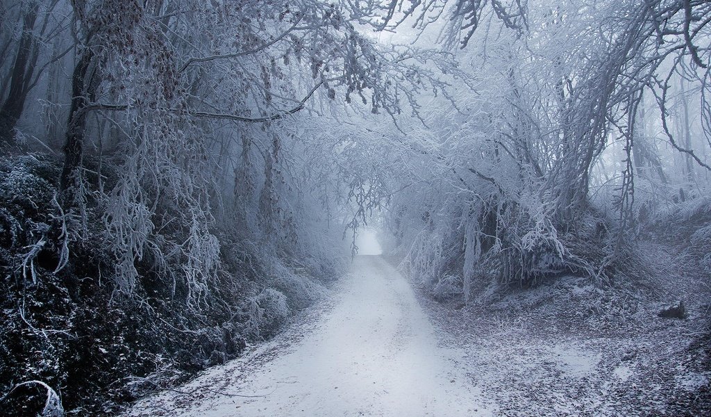 Обои дорога, снег, природа, лес, зима, туман, road, snow, nature, forest, winter, fog разрешение 1920x1200 Загрузить