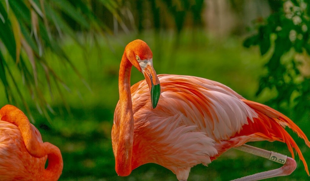 Обои фламинго, птица, клюв, flamingo, bird, beak разрешение 2048x1152 Загрузить