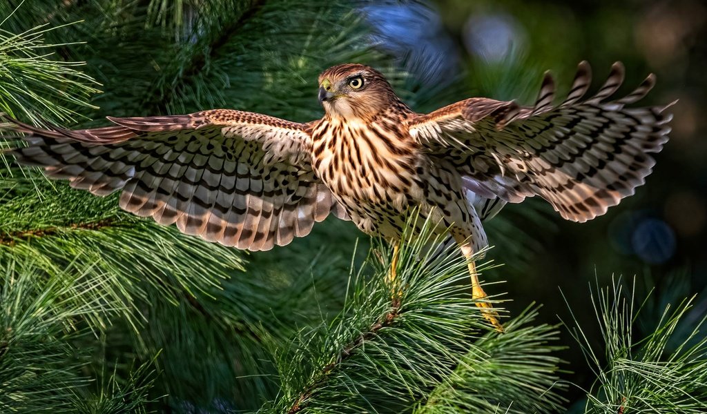 Обои хвоя, ветки, птица, сокол, боке, размах крыльев, needles, branches, bird, falcon, bokeh, wingspan разрешение 2000x1125 Загрузить