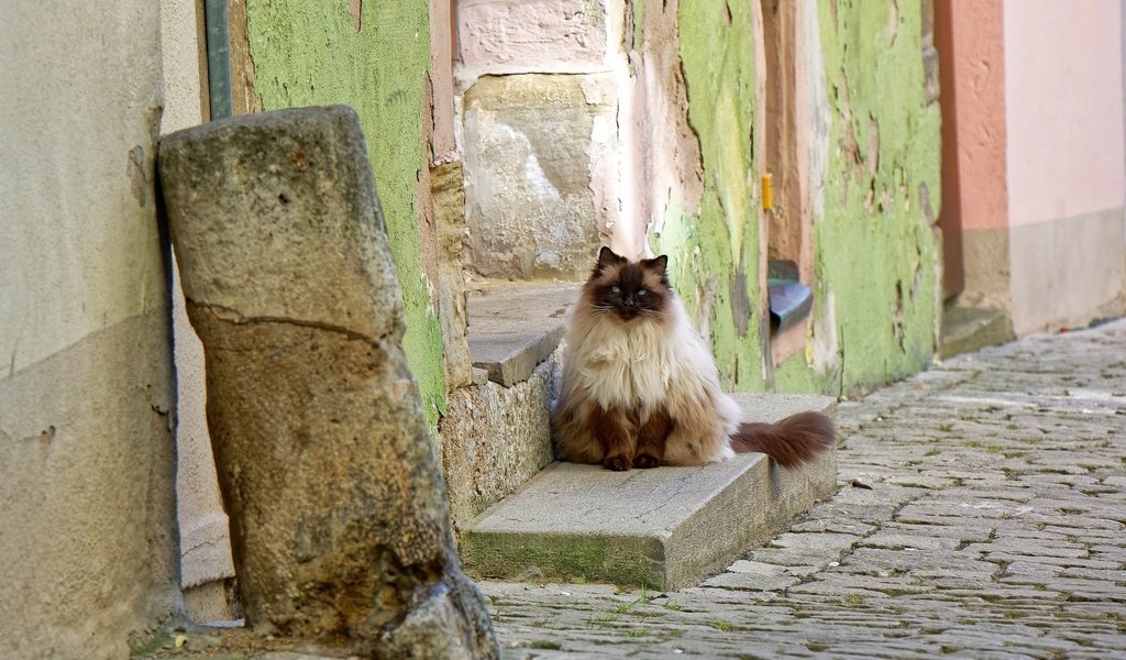 Обои кошка, улица, дом, cat, street, house разрешение 2048x1365 Загрузить