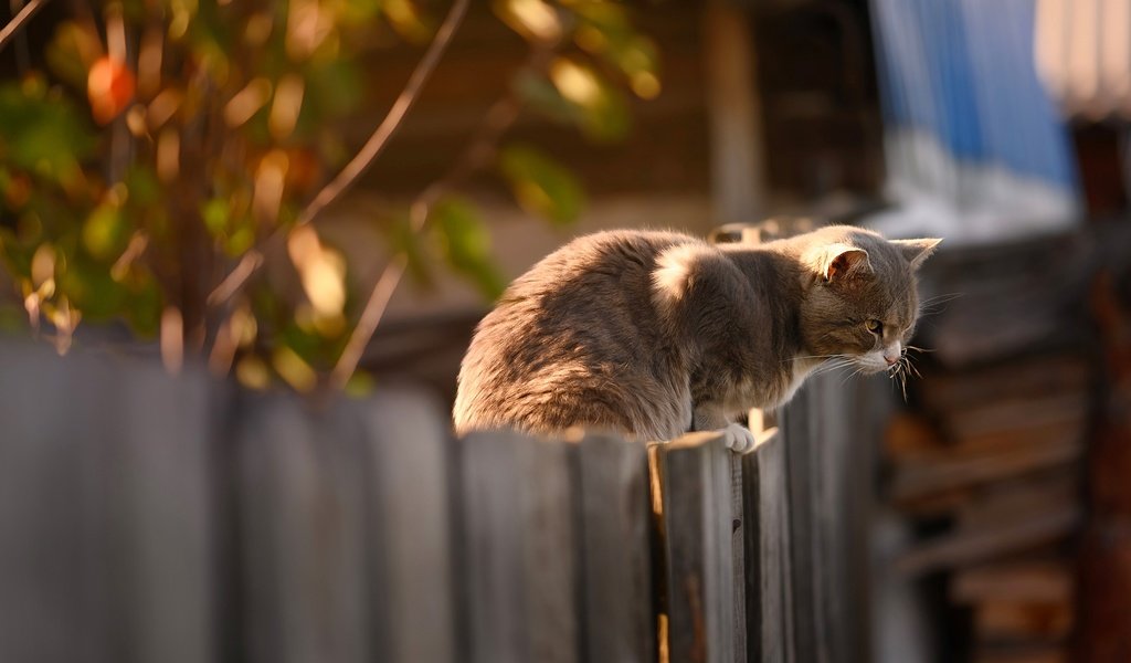 Обои кот, кошка, забор, серый, сидит, cat, the fence, grey, sitting разрешение 3840x2160 Загрузить