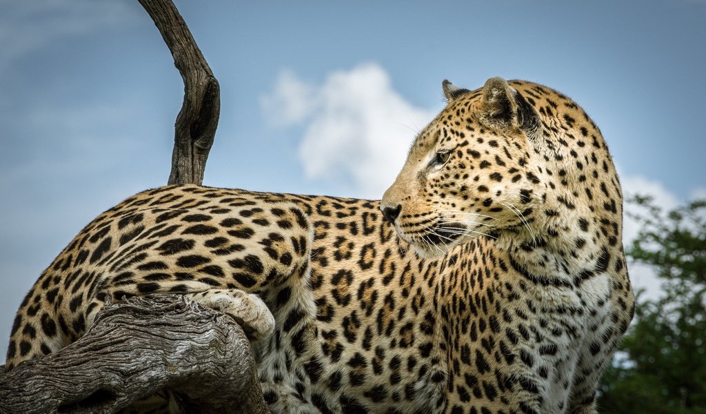 Обои леопард, коряга, дикая кошка, leopard, snag, wild cat разрешение 2048x1280 Загрузить