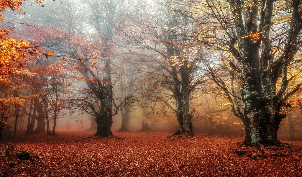 Обои лес, листья, парк, туман, ветки, листва, листопад, forest, leaves, park, fog, branches, foliage, falling leaves разрешение 3840x2160 Загрузить