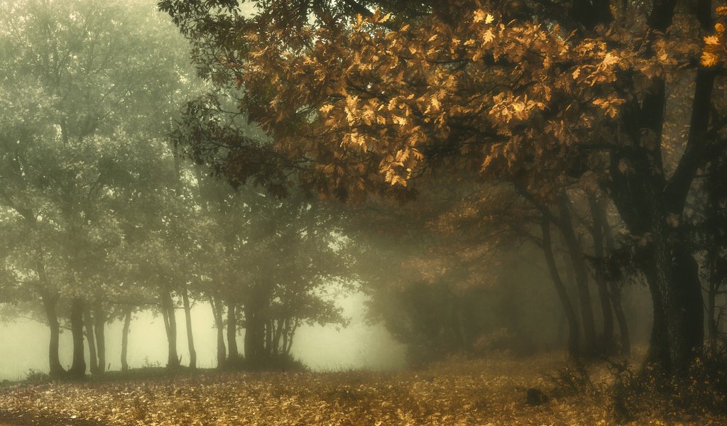 Обои лес, парк, туман, ветви, листва, осень, дуб, forest, park, fog, branch, foliage, autumn, oak разрешение 3840x2160 Загрузить