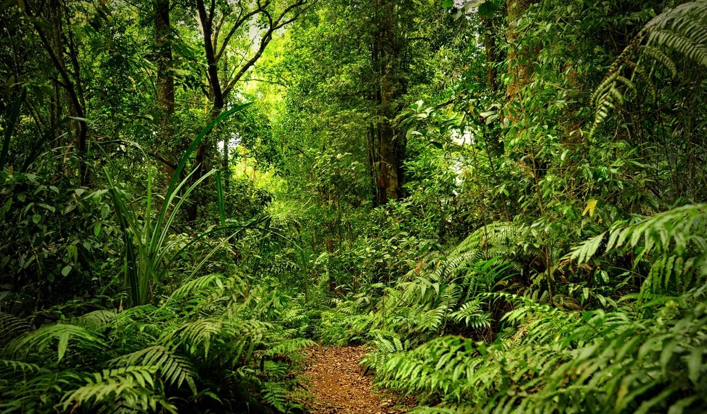 Обои лес, тропинка, дождь, forest, path, rain разрешение 2880x1800 Загрузить