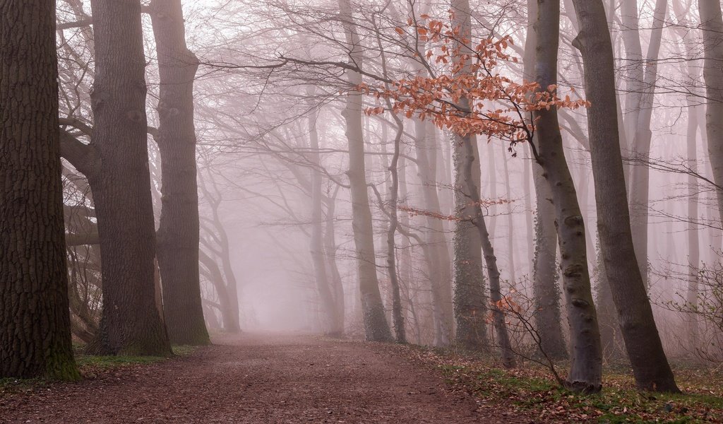 Обои лес, утро, туман, ветки, листва, осень, forest, morning, fog, branches, foliage, autumn разрешение 3840x2160 Загрузить