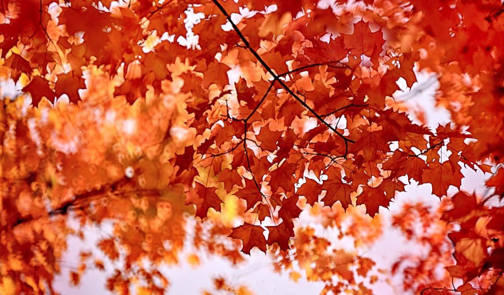 Обои листья, клен, багрянец, leaves, maple, the crimson разрешение 4096x2730 Загрузить