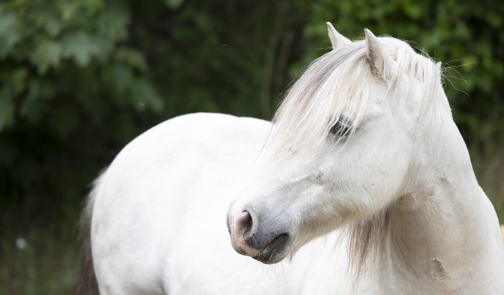 Обои лошадь, взгляд, конь, белая, horse, look, white разрешение 6000x4000 Загрузить