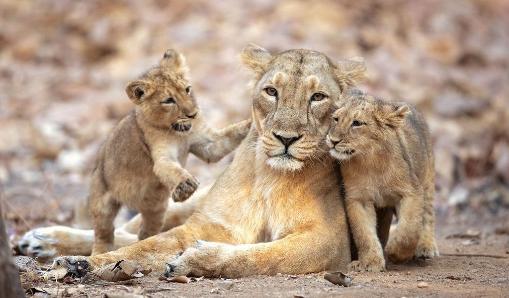 Обои львята, львица, прайд, the cubs, lioness, pride разрешение 2500x1667 Загрузить