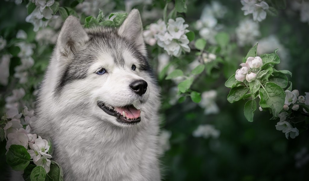 Обои морда, цветение, ветки, собака, весна, хаски, яблоня, face, flowering, branches, dog, spring, husky, apple разрешение 2560x1706 Загрузить