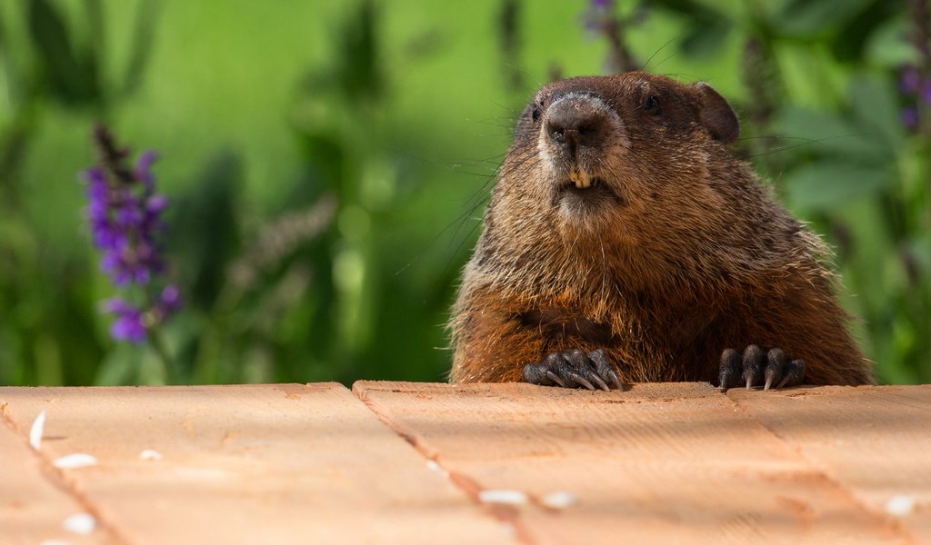 Обои морда, цветы, природа, портрет, доски, сурок, face, flowers, nature, portrait, board, marmot разрешение 4095x3105 Загрузить