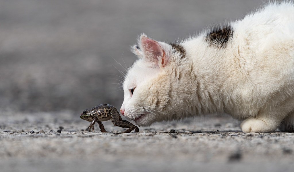 Обои морда, кот, кошка, котенок, лягушка, профиль, интерес, face, cat, kitty, frog, profile, interest разрешение 2048x1365 Загрузить