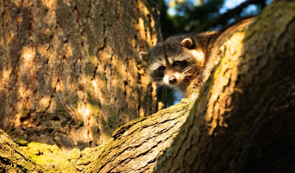 Обои морда, свет, деревья, енот, выглядывает, face, light, trees, raccoon, peeps разрешение 3840x2160 Загрузить