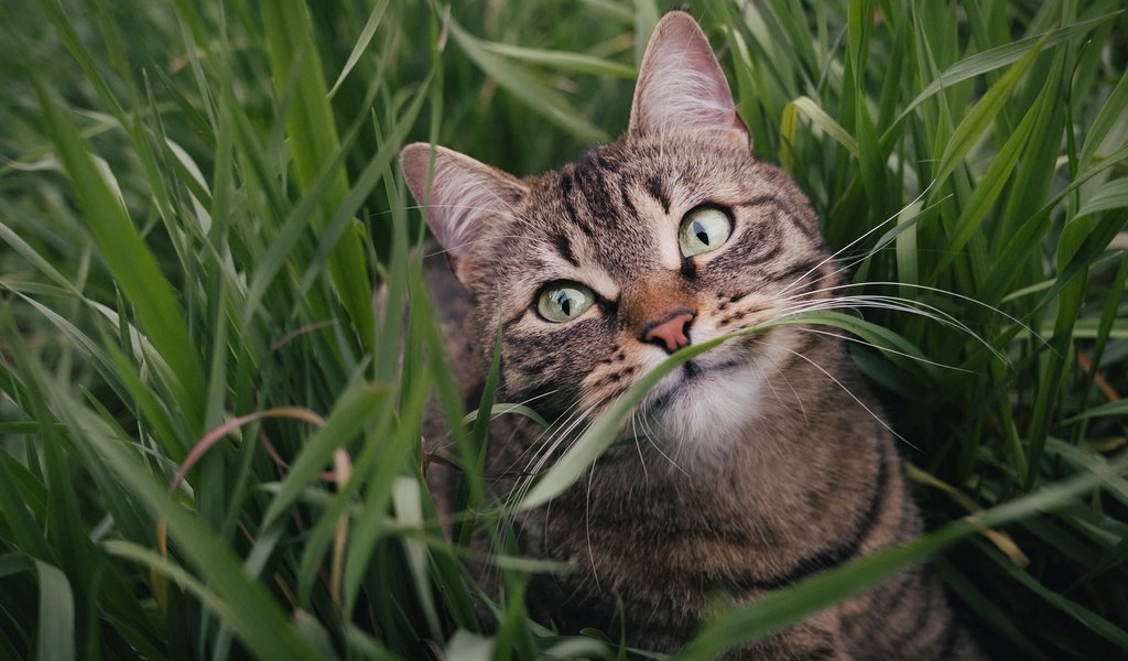 Обои морда, трава, зелень, поза, портрет, кот, лето, кошка, взгляд, look, face, grass, greens, pose, portrait, cat, summer разрешение 3840x2160 Загрузить