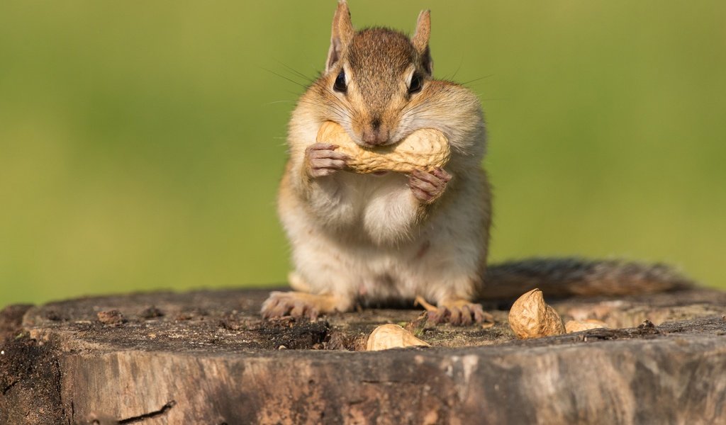 Обои орехи, пень, бурундук, трапеза, nuts, stump, chipmunk, meal разрешение 3072x2349 Загрузить