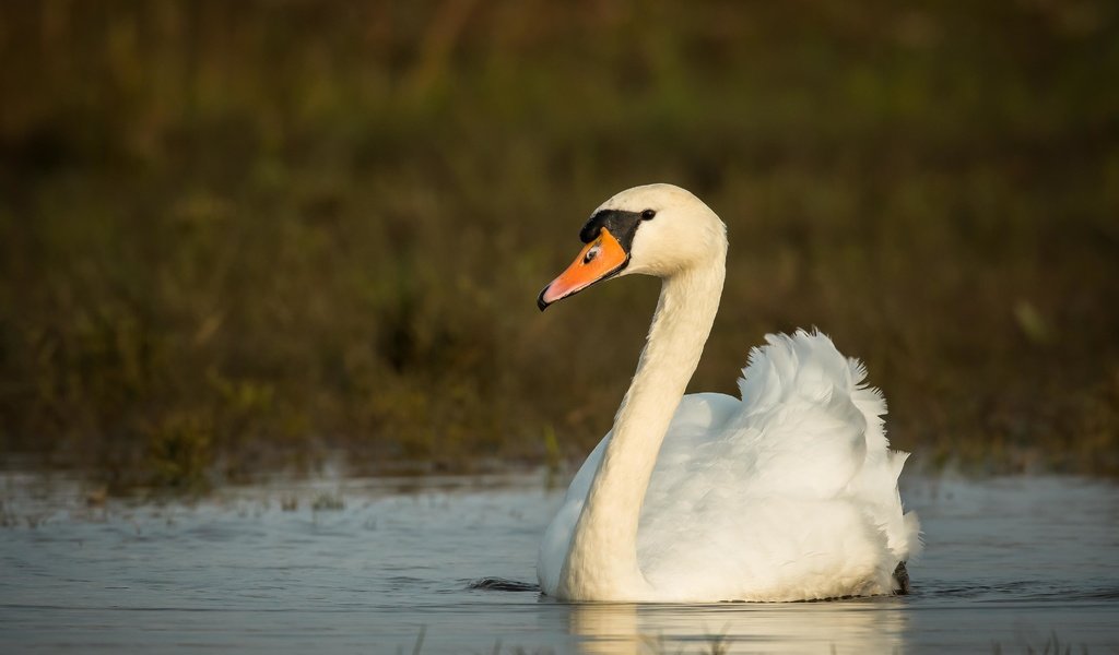 Обои осень, птица, лебедь, autumn, bird, swan разрешение 4096x2731 Загрузить