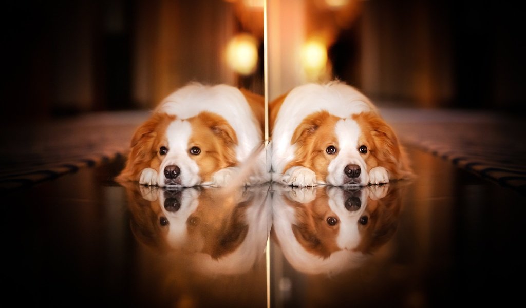 Обои отражение, взгляд, собака, reflection, look, dog разрешение 2048x1365 Загрузить