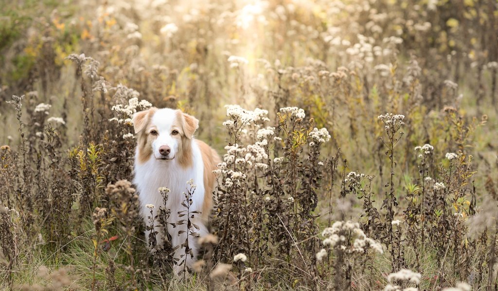 Обои поле, осень, собака, field, autumn, dog разрешение 5120x3373 Загрузить