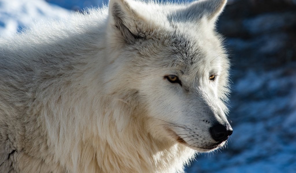 Обои портрет, хищник, волк, portrait, predator, wolf разрешение 6144x4282 Загрузить