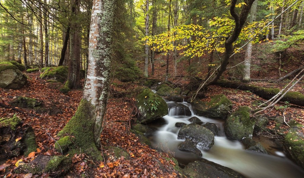 Обои природа, камни, лес, ручей, осень, nature, stones, forest, stream, autumn разрешение 1920x1280 Загрузить