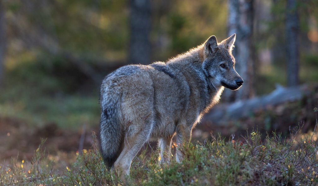 Обои природа, лес, серый, волк, nature, forest, grey, wolf разрешение 5568x3712 Загрузить