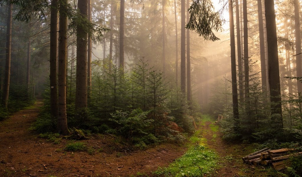 Обои природа, лес, туман, nature, forest, fog разрешение 3840x2160 Загрузить