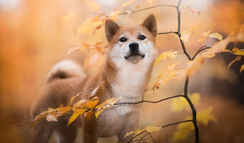 Обои природа, листья, ветки, осень, собака, сиба-ину, nature, leaves, branches, autumn, dog, shiba inu разрешение 2000x1334 Загрузить