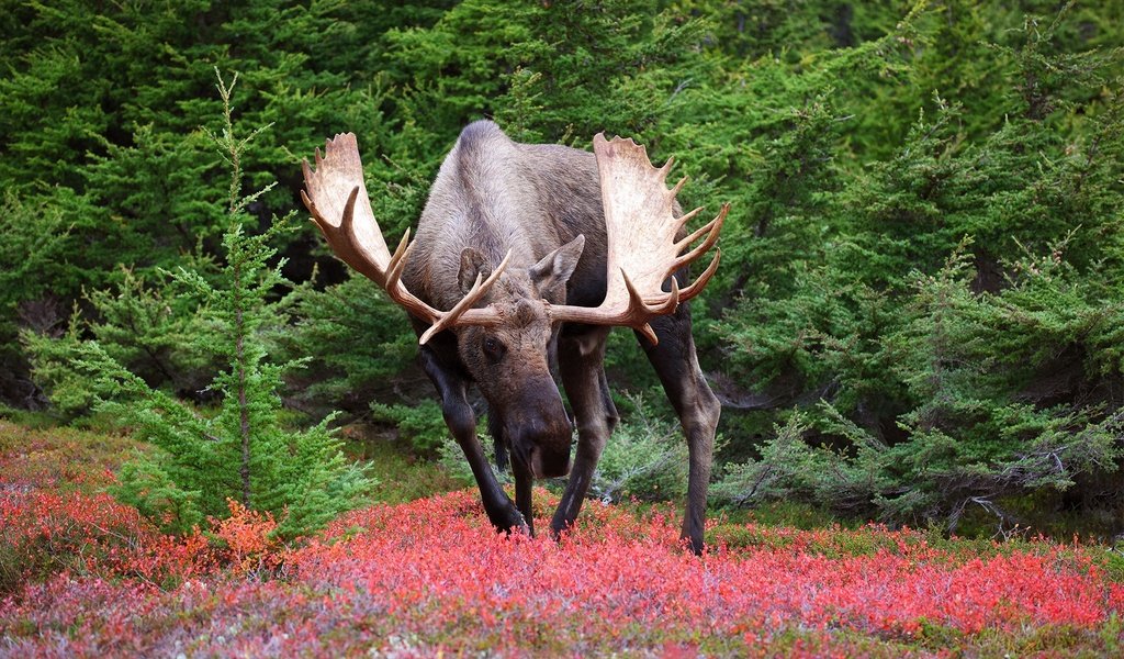 Обои природа, лось, nature, moose разрешение 2048x1300 Загрузить