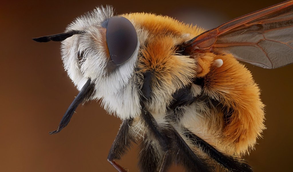 Обои природа, макро, пчела, nature, macro, bee разрешение 3199x2132 Загрузить